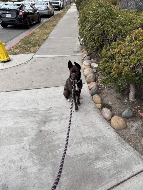A picture of a black dog named Bowie sitting, taken on May 17 2025 at 6:50 am